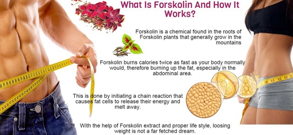 does forskolin really works